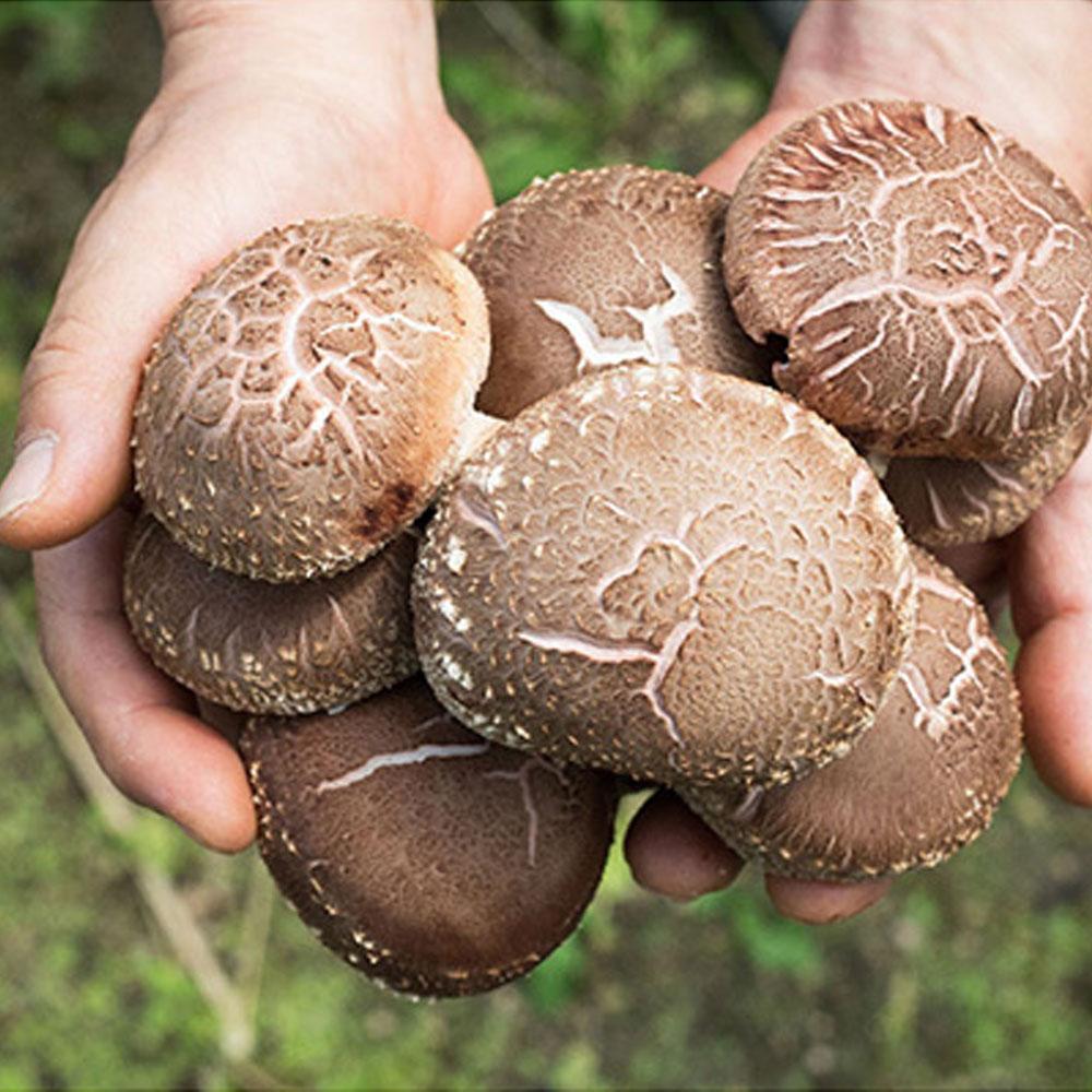 Kyeongseong farms Convenient 80g shiitake High Quality Wholeasale